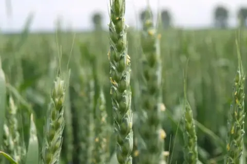 Ile nawozu na 1 ha zboża – uniknij błędów w nawożeniu i zwiększ plony