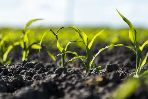 Ile nawozu na kukurydzę? Kluczowe informacje dla wysokich plonów