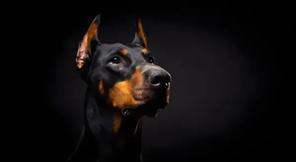 Ile kosztuje doberman z hodowli? Poznaj ceny i ukryte koszty