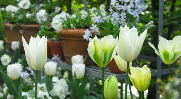 Białe i zielonkawe tulipany, kwitnące rośliny cebulowe, w doniczkach na półce.