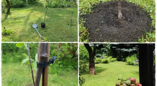 Sadzenie drzewek owocowych: młode drzewko w doniczce, świeżo posadzone, podparte i gotowe do wzrostu.