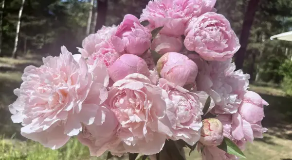 Piwonia Sarah Bernhardt w pełnym rozkwicie, bukiet różowych, puszystych kwiatów na tle zieleni.