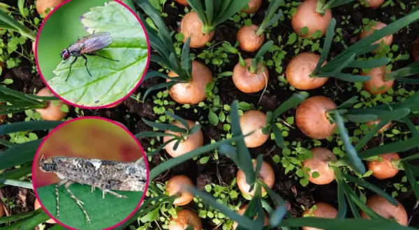 Wylęgające się robaki w cebuli i porze: mucha i ćma na liściach, w tle rosnące cebule.