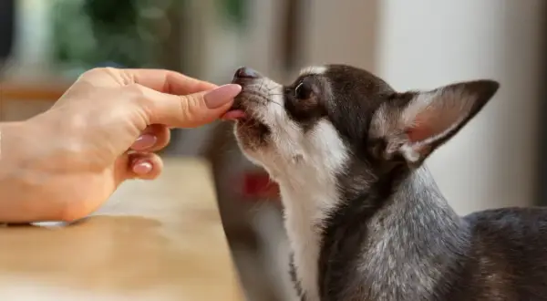 Dłoń podaje smakołyk małemu psu rasy chihuahua.