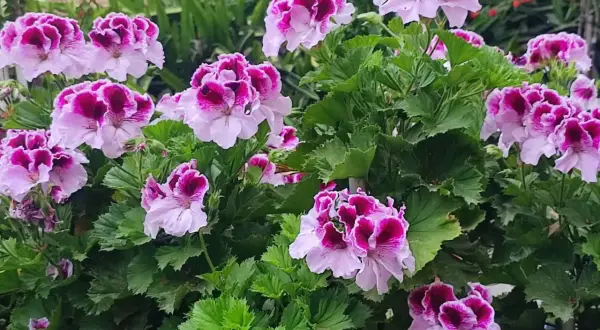 Kwitnące pelargonie, które wyglądają jakby były odżywione domowym nawozem.