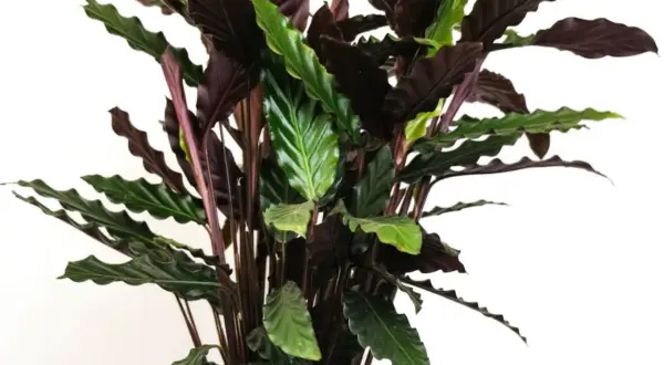 Kwiat calathea z ciemnymi, falowanymi liśćmi i zielonymi akcentami.