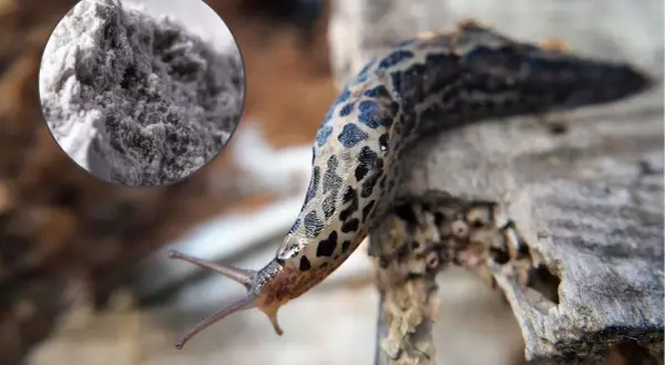 Mączka bazaltowa na ślimaki – naturalny sposób na ochronę ogrodu. Ślimak plamisty na drewnie.