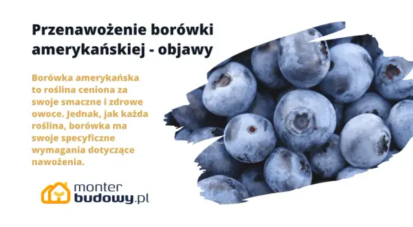 Zbliżenie na grupę dojrzałych, niebieskich borówek amerykańskich.