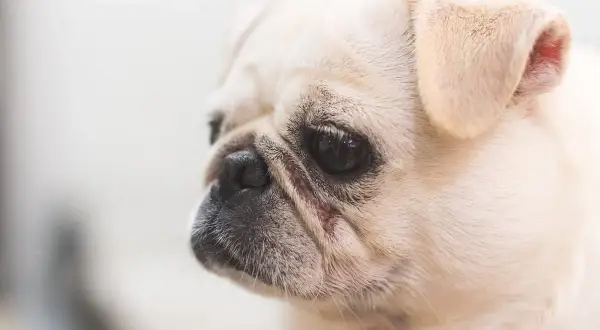Smutny mops z zaczerwienieniem przy oku, być może to objaw przepukliny u psa.