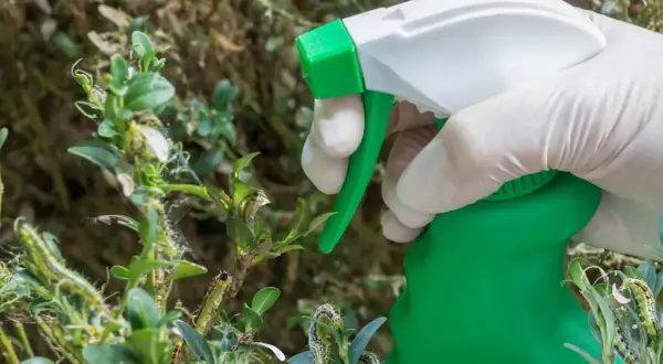 Rękawiczka z opryskiwaczem Mospilan na ćmę bukszpanową, która niszczy krzew.