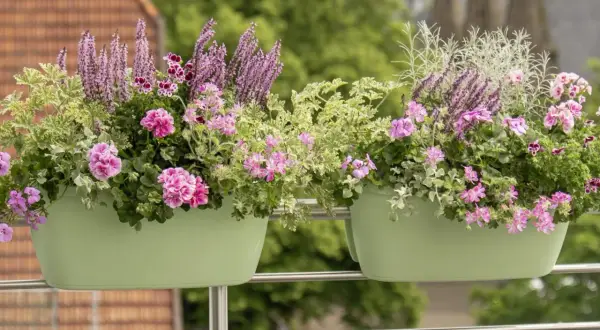 Komarzyca z pelargoniami tworzy bujne kompozycje w zielonych skrzynkach na balustradzie.