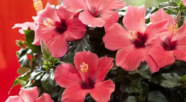 Piękny kwiat hibiskus w doniczce, z pąkami i ciemnozielonymi liśćmi, rozkwita w odcieniach koralu.