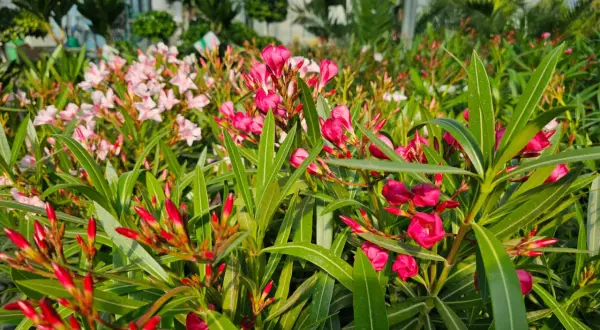 Kwitnący oleander w odcieniach różu i czerwieni, tworzący barwny dywan. Różne oleander kolory zachwycają w szklarni.