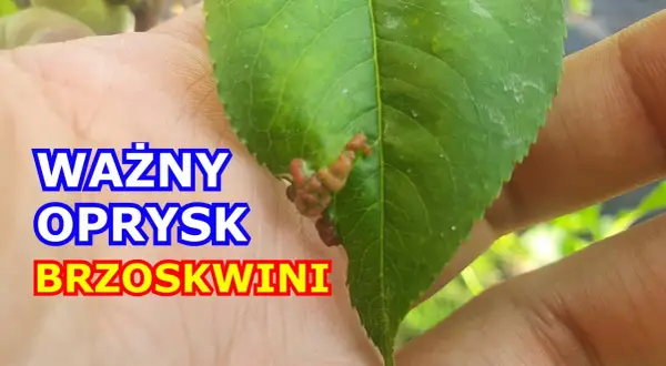 Kiedy opryskiwać brzoskwinie, aby uniknąć chorób i szkodników?