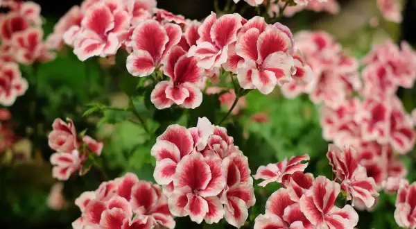 Kwitnące pelargonie angielskie w odcieniach różu i bieli tworzą bujne, kolorowe kępy.
