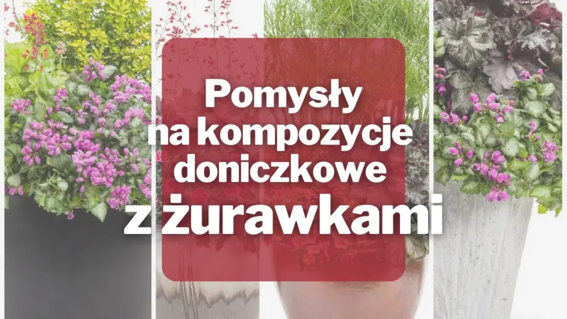 Pomysły na kompozycje doniczkowe z żurawkami. Zobacz, co posadzić między żurawkami, by stworzyć piękne aranżacje.