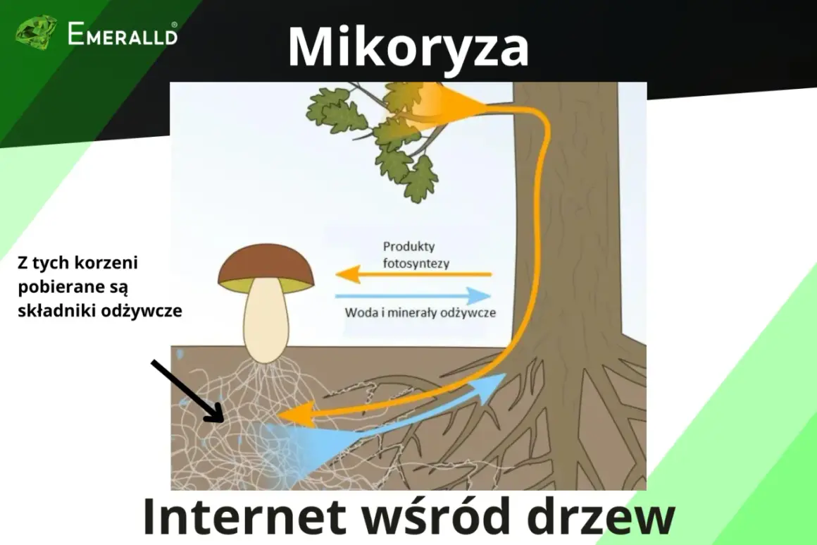 Ilustracja pokazuje symbiozę drzewa z grzybem, czyli mikoryzę. Grzyb dostarcza drzewu wodę i minerały, a otrzymuje produkty fotosyntezy.