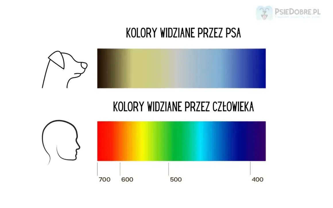 Porównanie barw: pies widzi świat w odcieniach żółci i niebieskiego, człowiek dostrzega pełne spektrum od czerwieni do fioletu.