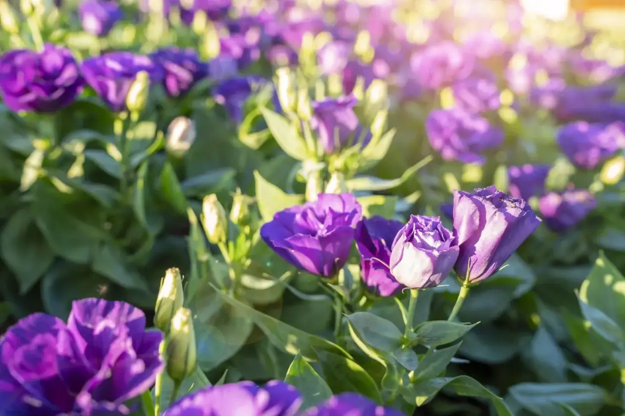 Eustoma wielkokwiatowa - jak ją uprawiać, by długo kwitła