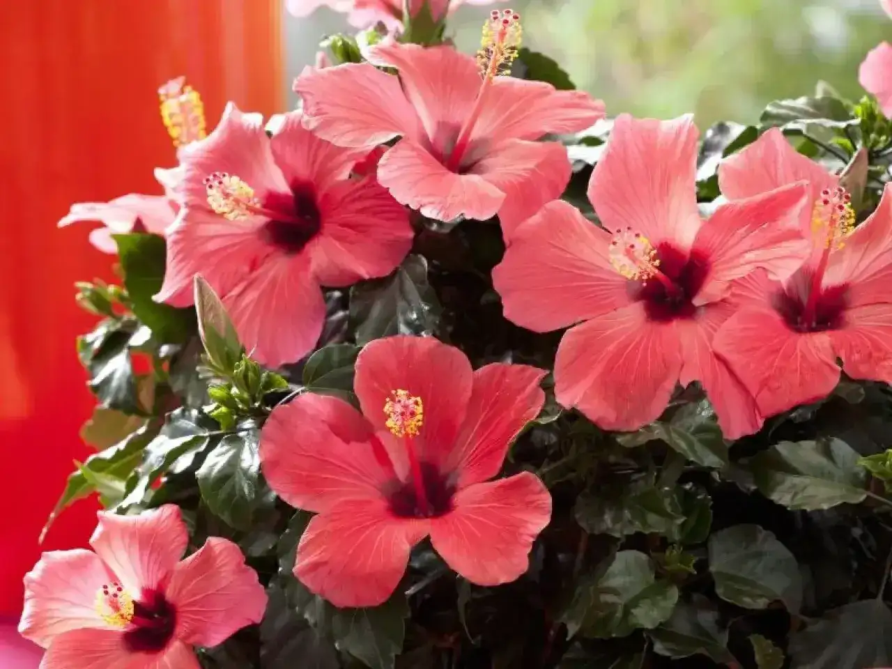 Hibiskus w domu - jak pielęgnować, by długo kwitł?