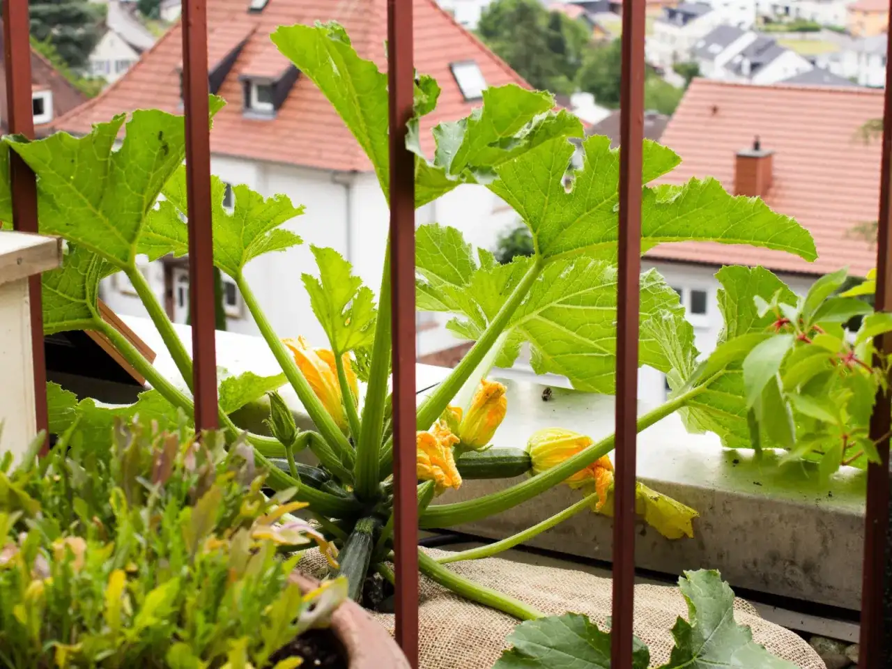 Cukinia w doniczce - jak uzyskać dobry plon na balkonie