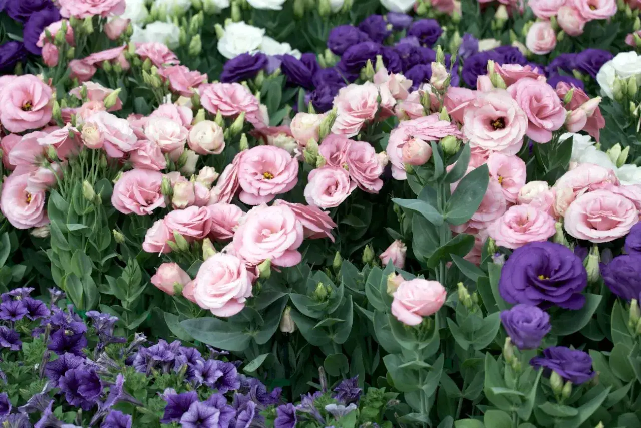 Mnóstwo delikatnych, różowych eustoma wielkokwiatowa wśród fioletowych petunii i białych kwiatów.