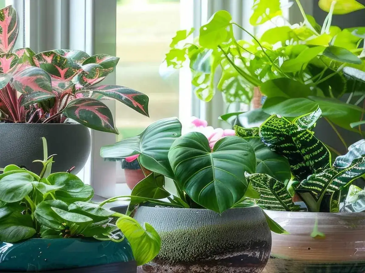 Kolekcja niespotykanych kwiatów doniczkowych: peperomia z różowymi żyłkami, monstera, filodendron i sansewieria tworzą zieloną oazę.