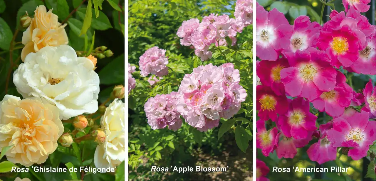 Trzy odmiany róż pnących kwitnące cały sezon: kremowe 'Ghislaine de Féligonde', różowe 'Apple Blossom' i fuksjowe 'American Pillar'.
