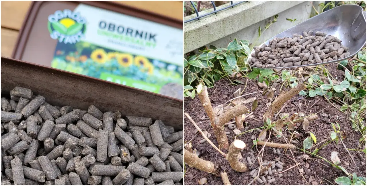 Granulat obornik w szufladzie i na łopatce, gotowy do użyźnienia gleby wokół przyciętych krzewów.