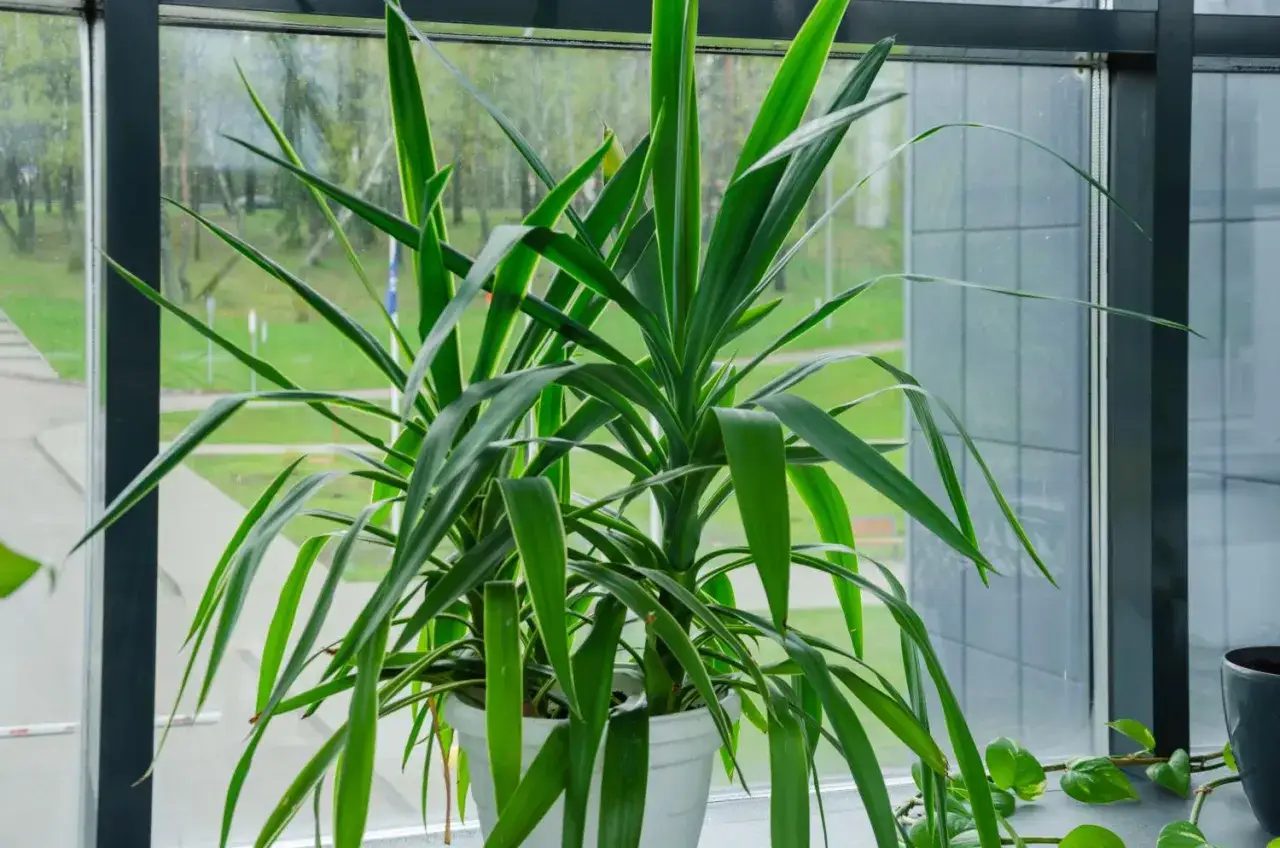 Dwie okazałe juki domowe w białej donicy, z zielonymi, długimi liśćmi, stoją na parapecie przy oknie.