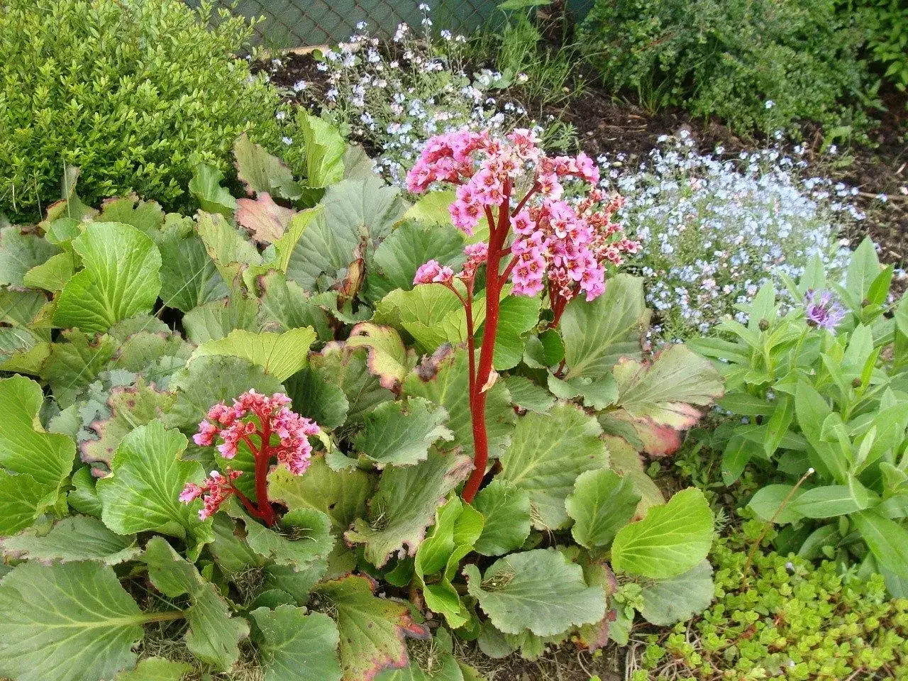 Bergenia sercolistna kwitnie na różowo wśród zieleni. Jej duże liście tworzą gęsty kobierzec, a delikatne kwiaty dodają uroku ogrodowi.