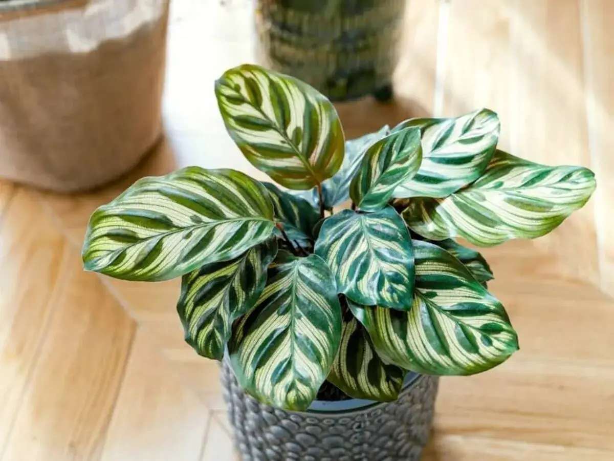 Kwiat calathea w ozdobnej doniczce, z liśćmi o zielono-białych wzorach, na drewnianej podłodze.