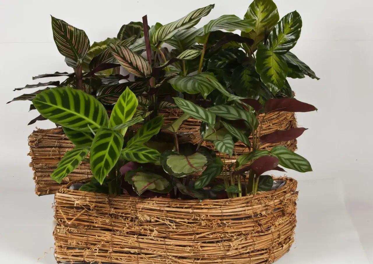 Kwit calathea w wiklinowych osłonkach, z liśćmi o zielonych i różowych wzorach.