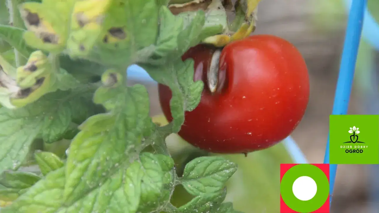 Czerwony pomidor z widocznymi objawami chorób pomidorów na liściach.