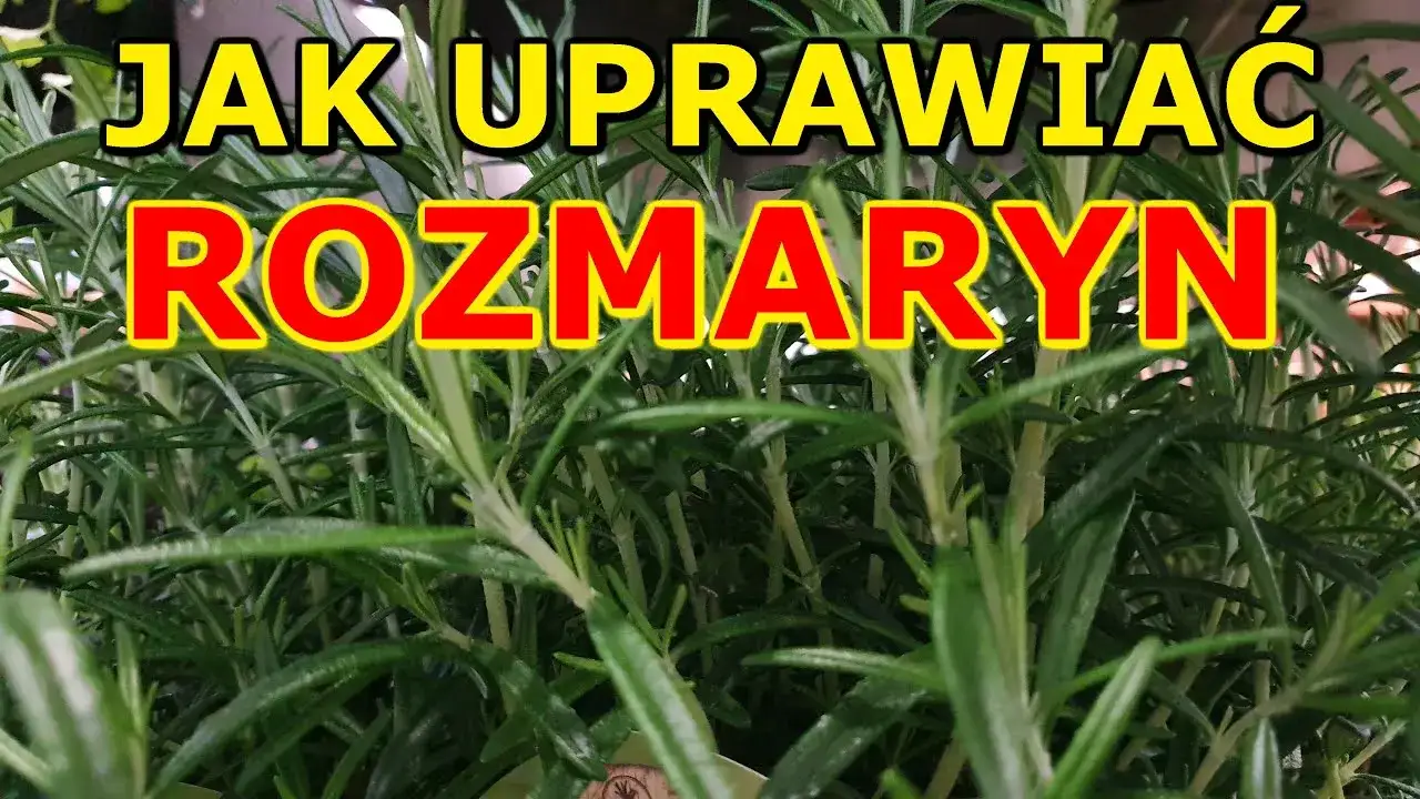 Zdjęcie Jak uprawiać rozmaryn w Polsce - sekrety udanej uprawy i pielęgnacji
