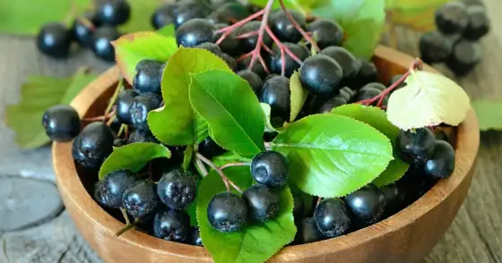 Aronia - Uprawa, Właściwości, Korzyści. Czy warto ją jeść?