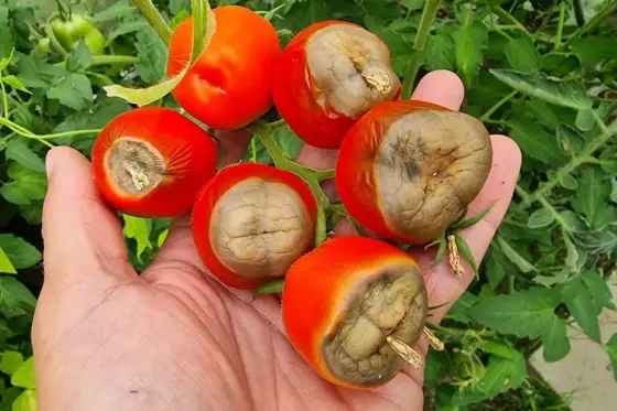 Sucha zgnilizna pomidora - Jak ratować plony?
