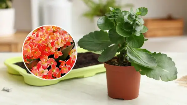 Kalanchoe queen w doniczce, obok zielonej osłonki z ziemią. W okręgu zbliżenie na jej pomarańczowo-czerwone kwiaty.