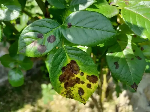 Liście rośliny z plamami, które mogą być objawem choroby. Jedno z liści jest mocno przebarwione, żółte z brązowymi plamami, co może świadczyć o problemach z **savo**rem.
