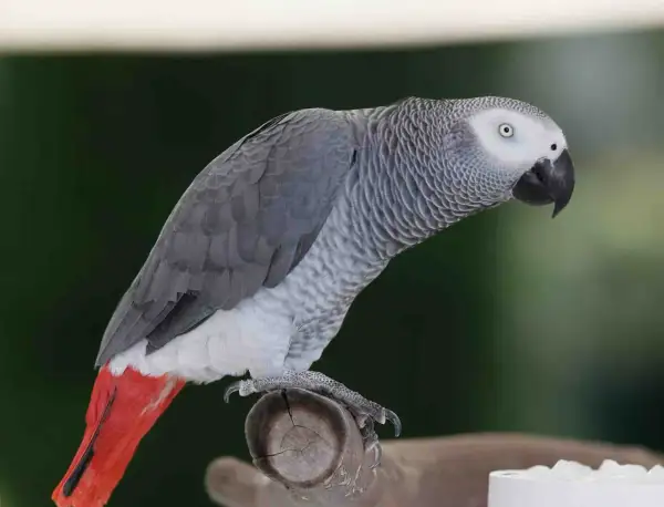 Szara papuga żako z czerwonym ogonem siedzi na gałęzi. Zastanawiasz się nad papuga żako cena?
