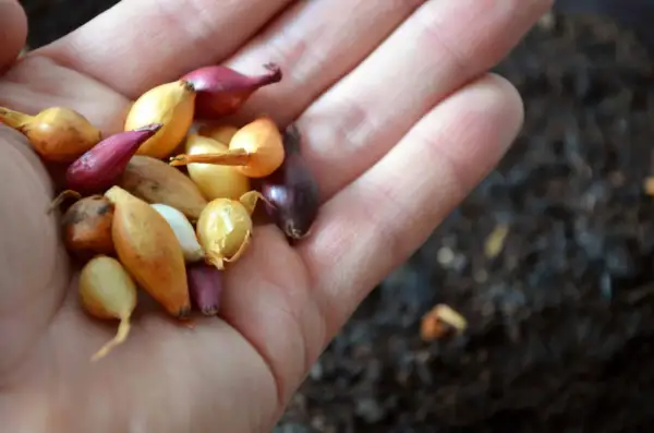 Dłoń trzyma garść małych cebulek, gotowych do sadzenia. Wiosna to idealny czas, kiedy sadzić cebulę, by cieszyć się plonami.