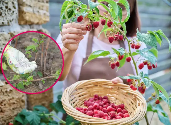 Ręka w rękawiczce z granulatem do nawożenia malin, obok koszyk pełen dojrzałych malin.