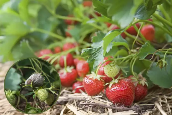 Zbliżenie na gnijącą truskawkę, przykład chorób truskawek. W tle dojrzewające owoce.