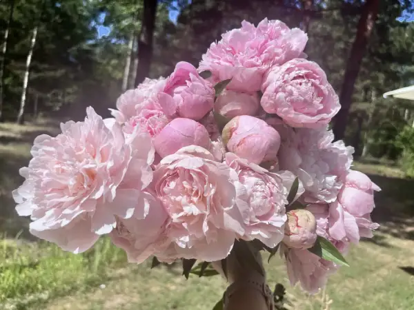Piwonia Sarah Bernhardt w pełnym rozkwicie, bukiet różowych, puszystych kwiatów na tle zieleni.