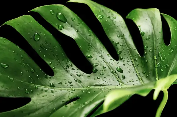 Kiedy monstera płacze, jej liście lśnią od kropel wody. Ciemne tło podkreśla soczystą zieleń i delikatne krople.