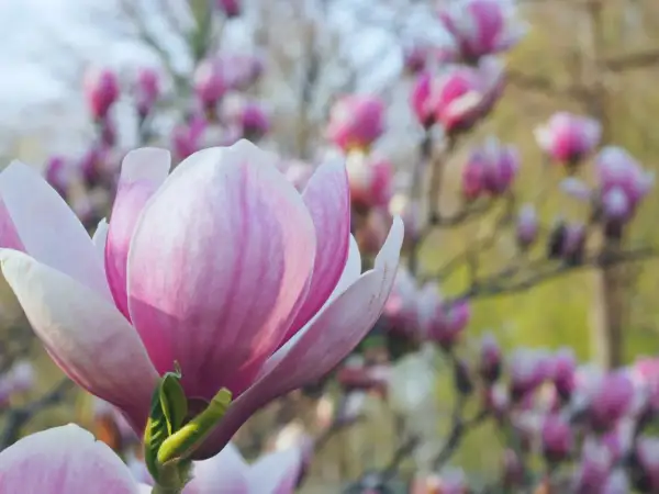 Piękna, różowa magnolia, jedna z wielu odmian kwitnących wiosną.