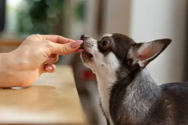 Dłoń podaje smakołyk małemu psu rasy chihuahua.