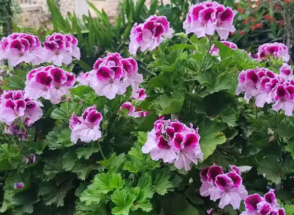 Kwitnące pelargonie, które wyglądają jakby były odżywione domowym nawozem.