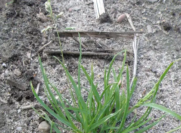 Zielona trawa, prawdopodobnie wiechlina roczna, rośnie na piaszczystej glebie. Widać jej kłosy, co może sugerować potrzebę zwalczania.
