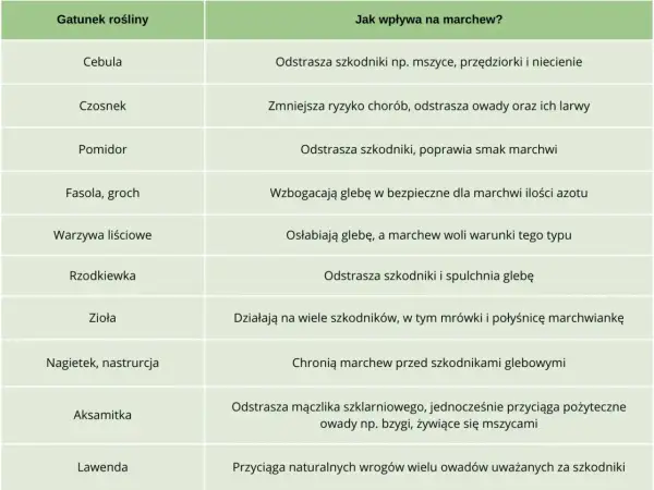 Tabela podpowiada, co siać obok marchwi: cebula, czosnek, pomidor, fasola, zioła, nagietek, aksamitka, lawenda.